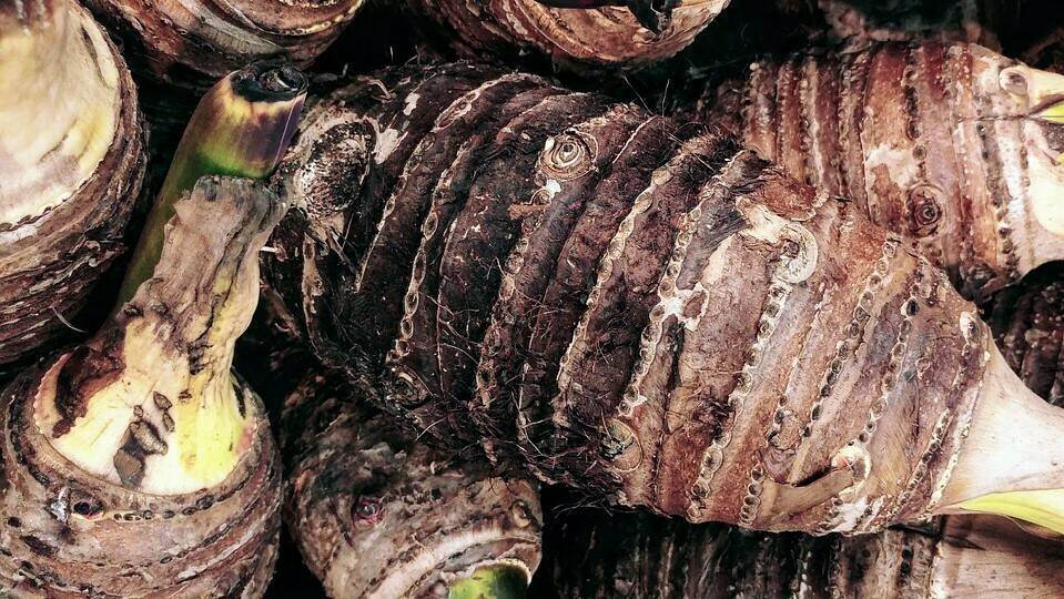 taro-root-2825925_960_720|1img|2img|3img